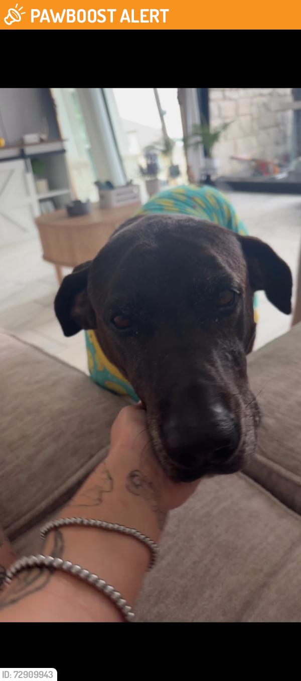 Found/Stray Male Dog last seen Country road 207, Williamson County, TX 78642