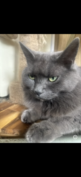 Lost Female Cat last seen Watsons market elk Chattaroy , Chattaroy, WA 99003