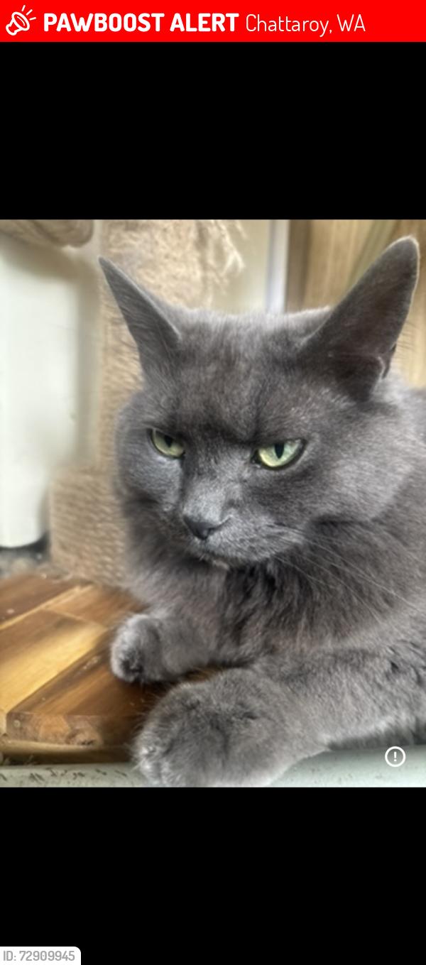 Lost Female Cat last seen Watsons market elk Chattaroy, Chattaroy, WA 99003