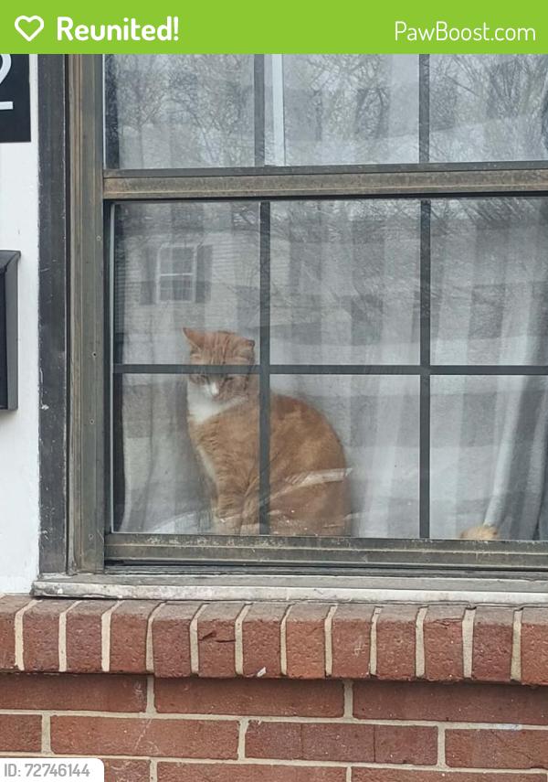 Reunited Male Cat last seen McDowell Ln, Baltimore, MD 21227, USA, Baltimore, MD 21227