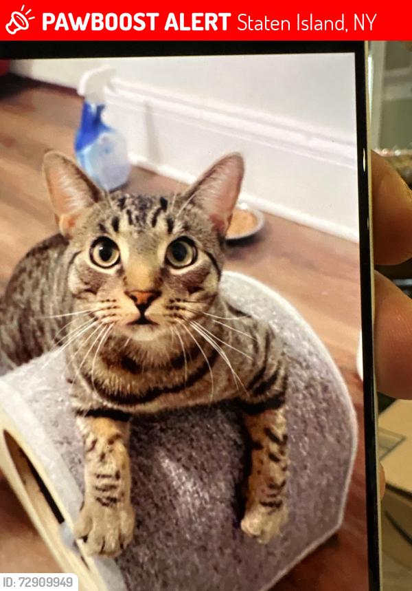 Lost Male Cat last seen Forest Avenue , Staten Island, NY 10303