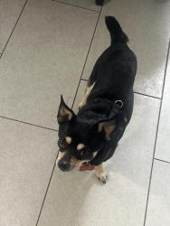 Lost Male Dog last seen Church hill, Longueuil, QC J4V 1T4