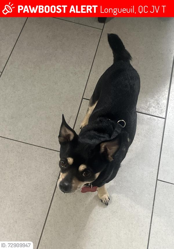 Lost Male Dog last seen Church hill, Longueuil, QC J4V 1T4