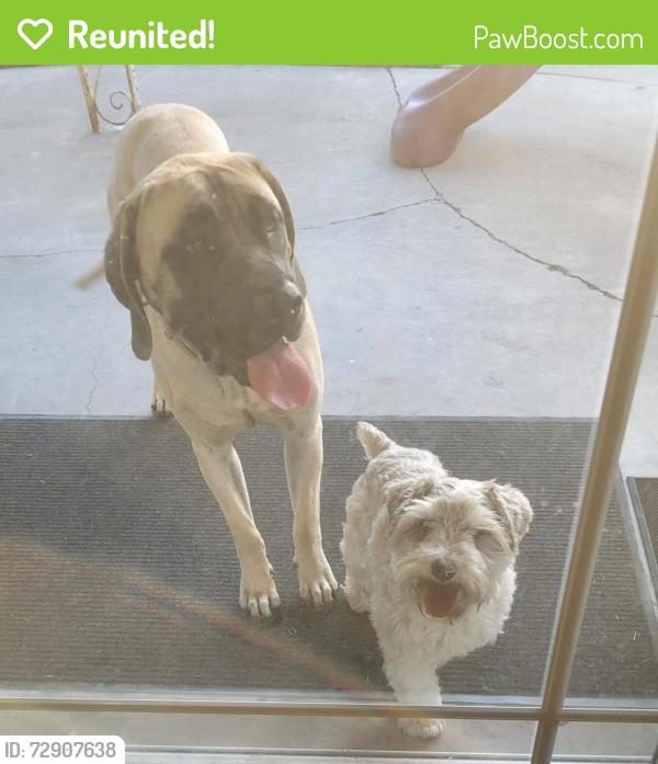 Reunited Male Dog last seen Knotts Berry Farm, Buena Park, CA 90621