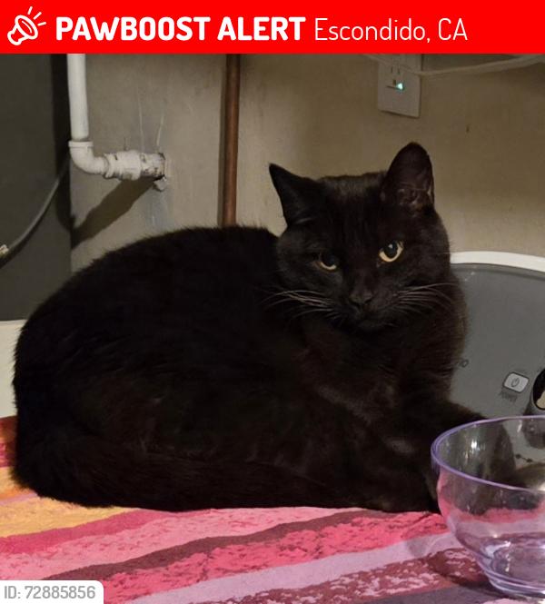 Lost Female Cat last seen Casero Place and Palsero Avenue, Escondido, CA 92029