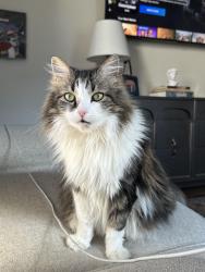 Lost Female Cat last seen Addison Ave & Crestwood Dr, Rockaway, NJ 07866