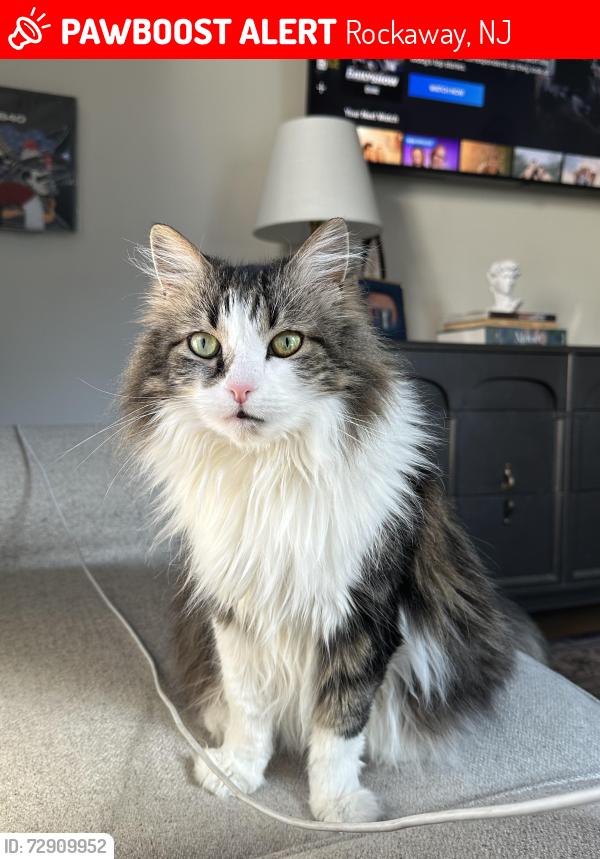 Lost Female Cat last seen Addison Ave & Crestwood Dr, Rockaway, NJ 07866