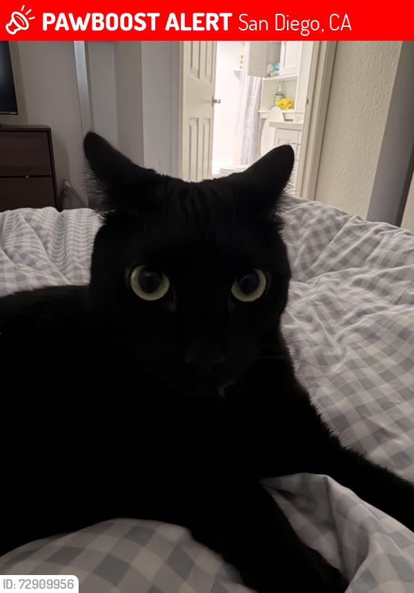 Lost Female Cat last seen Glennon st and santos street , San Diego, CA 92124