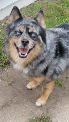 Reunited Male Dog last seen Intersection of Dover & Crosby st NW, Grand Rapids, MI 49504