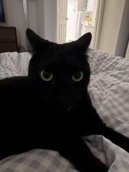 Lost Female Cat last seen Glennon st and santos street , San Diego, CA 92124