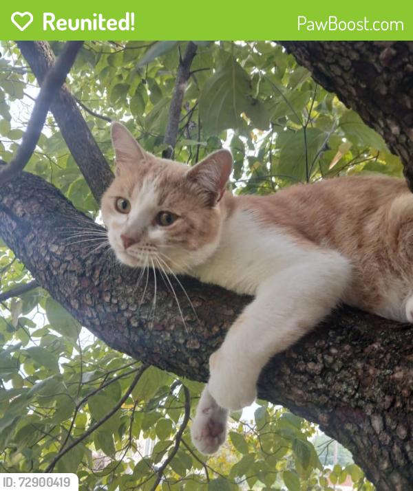 Reunited Male Cat last seen Algon, Faunce, Dorcas, Philadelphia, PA 19111