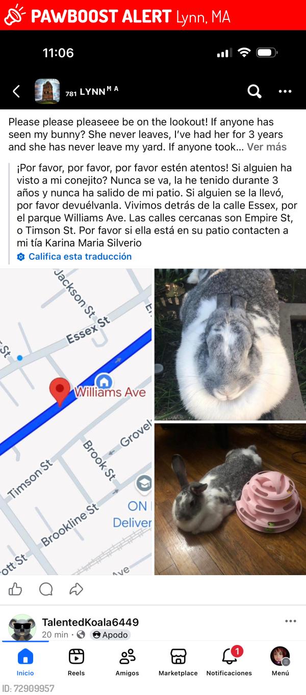 Lost Female Rabbit last seen Williams av Lynn ma 01902, Lynn, MA 01902