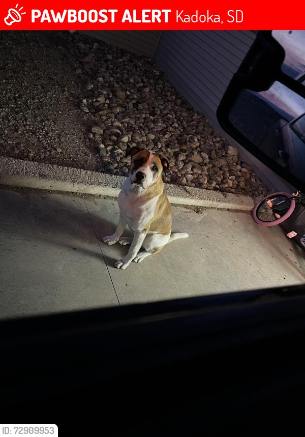 Lost Male Dog last seen Yesway truck stop kadoka SD, Kadoka, SD 57543