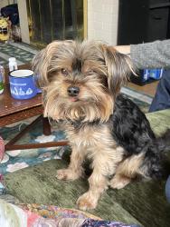 Reunited Male Dog last seen 13Th Ne and Wygant, Portland, OR 97211