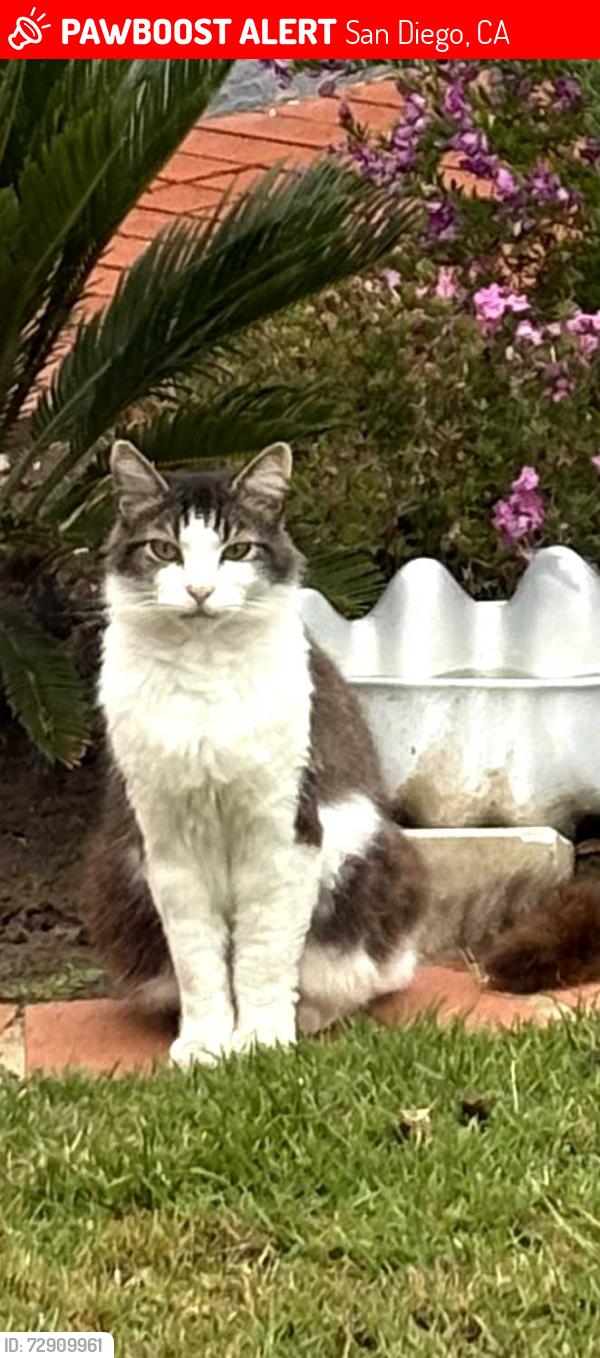 Lost Male Cat last seen Chelsea Street / Sea Ridge Drive, San Diego, CA 92037