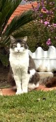 Lost Male Cat last seen Chelsea Street / Sea Ridge Drive, San Diego, CA 92037