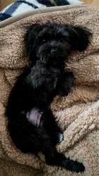 Reunited Female Dog last seen 109th and Murray drive, Northglenn, CO 80233
