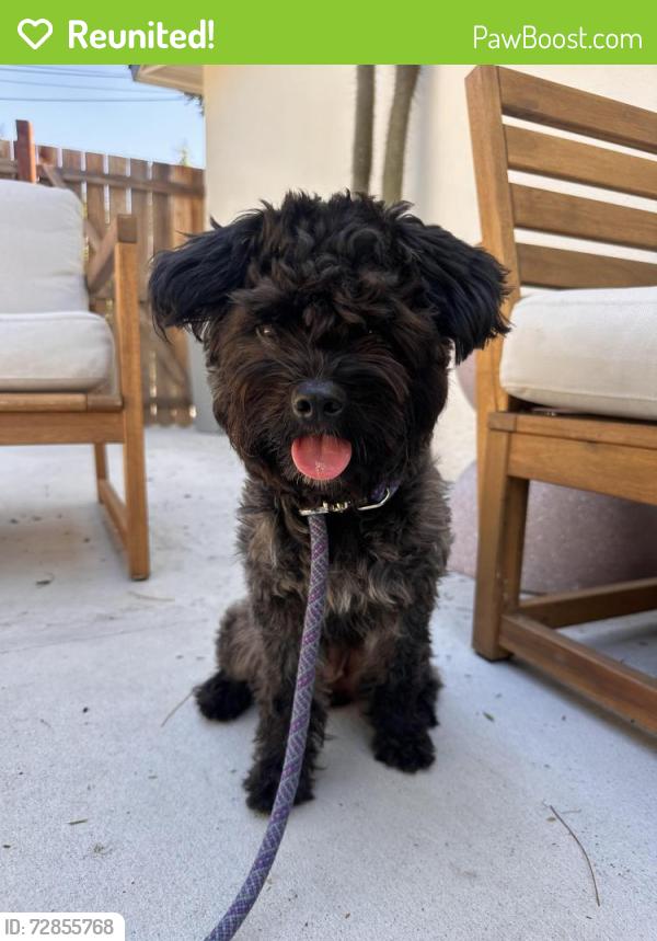 Reunited Female Dog last seen Figueroa and sycamores terrace drive—in front of sycamore grove park. , Los Angeles, CA 90042