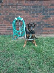 Found/Stray Male Dog last seen S Jackson & W 20th Pl, Tulsa, OK 74107