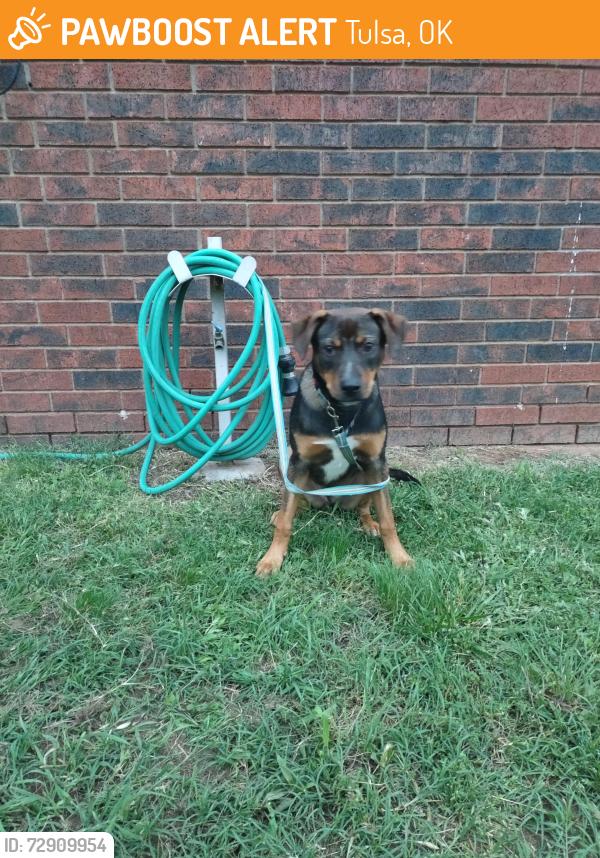 Found/Stray Male Dog last seen S Jackson & W 20th Pl, Tulsa, OK 74107