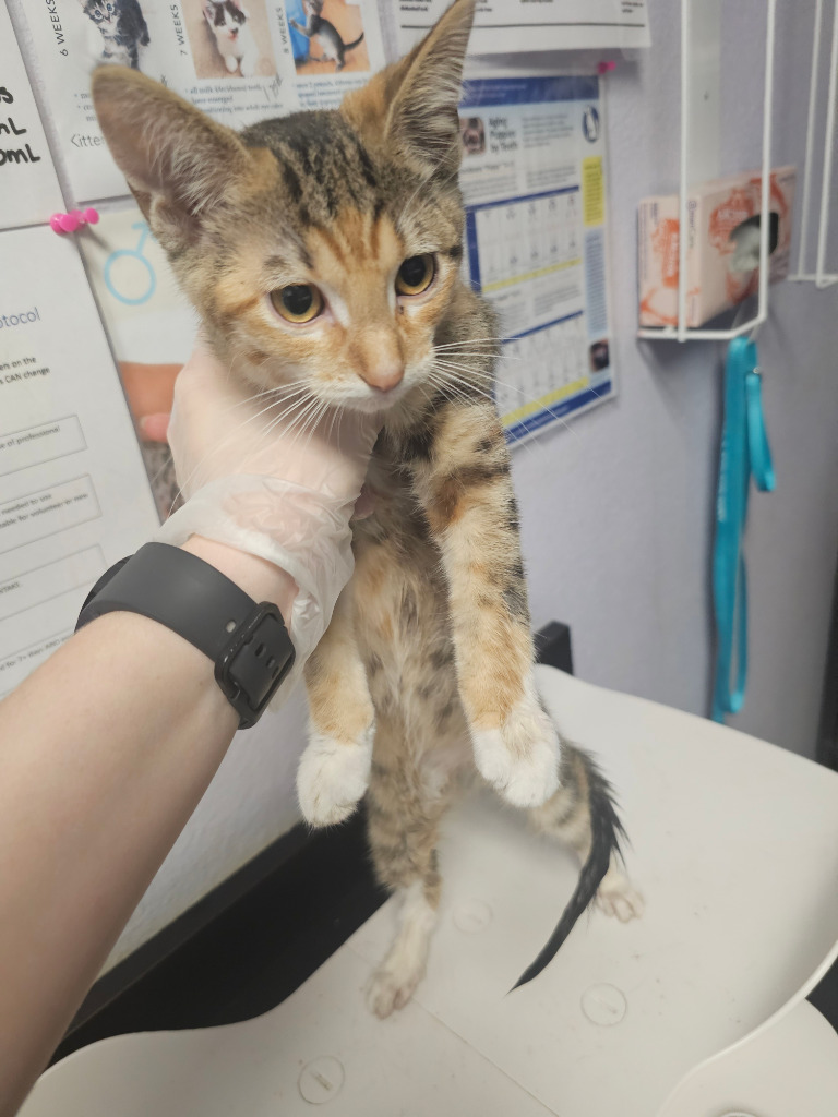 Shelter Stray Female Cat last seen Bexar County, New Braunfels, TX 78130