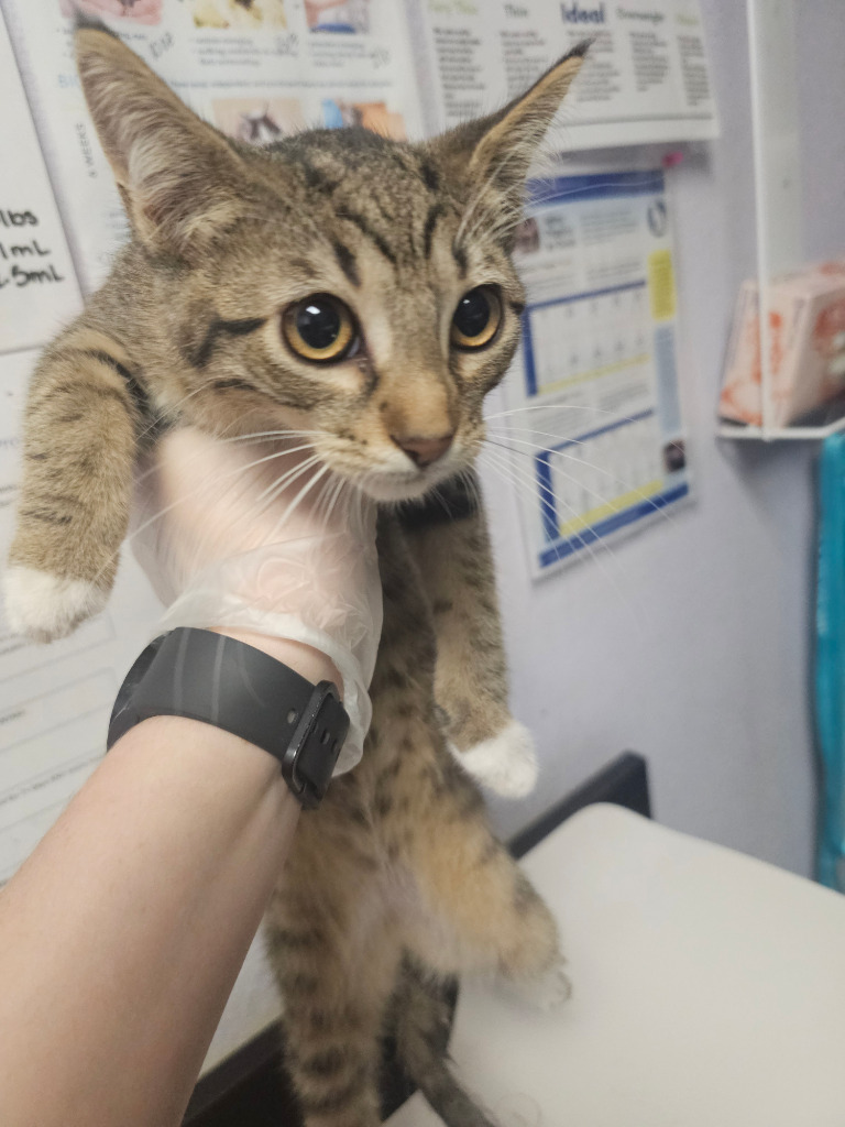 Shelter Stray Female Cat last seen Bexar County, New Braunfels, TX 78130