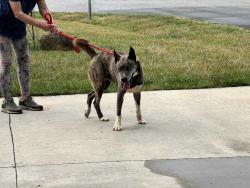 Reunited Male Dog last seen Stewart rd & Baxter Winston-salem , Winston-Salem, NC 27107