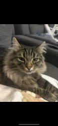 Reunited Male Cat last seen Sutton Court/Leicester Road,Broughton Astley, Leicestershire, England LE9