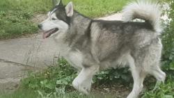 Reunited Unknown Dog last seen Intersection of Dover & Crosby st NW, Grand Rapids, MI 49504