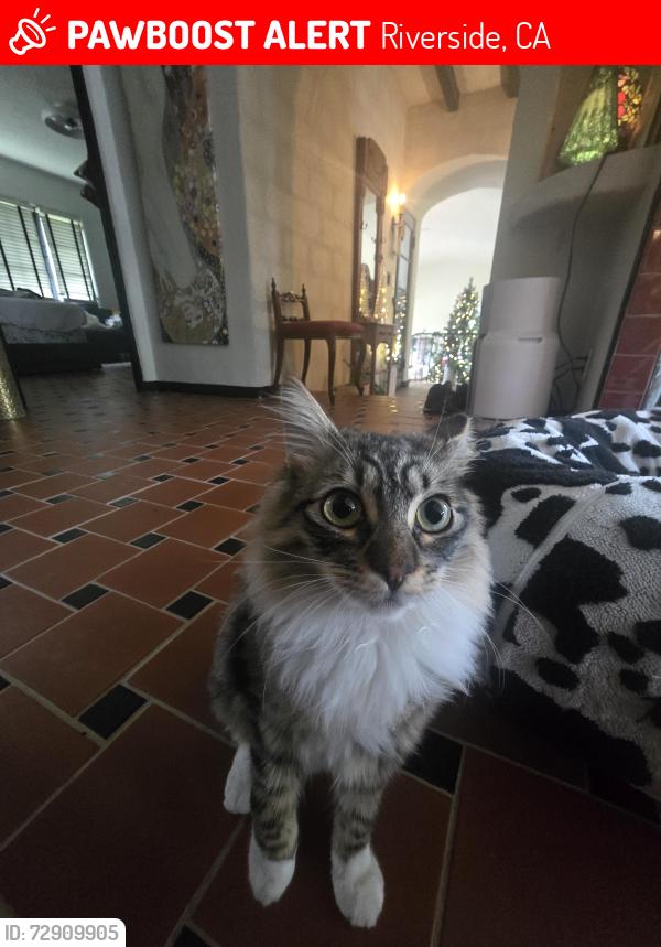Lost Female Cat last seen Ivy street and Rockledge Drive, near Victoria Golf Club, Riverside, CA 92506