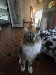 Lost Female Cat last seen Ivy street and Rockledge Drive, near Victoria Golf Club, Riverside, CA 92506