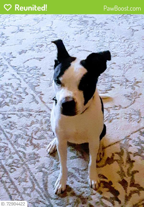 Reunited Male Dog last seen Near 73rd Ave, Philadelphia, PA 19126