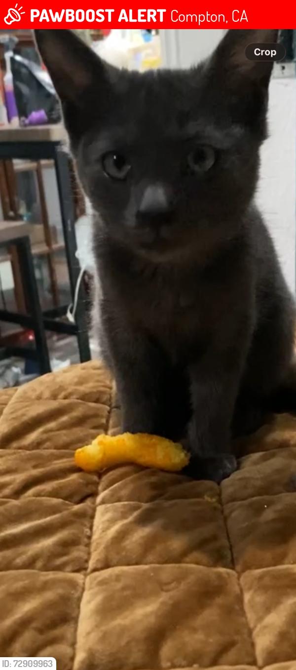 Lost Male Cat last seen Artesia and central apmts behind Carl’s Jr , Compton, CA 90220
