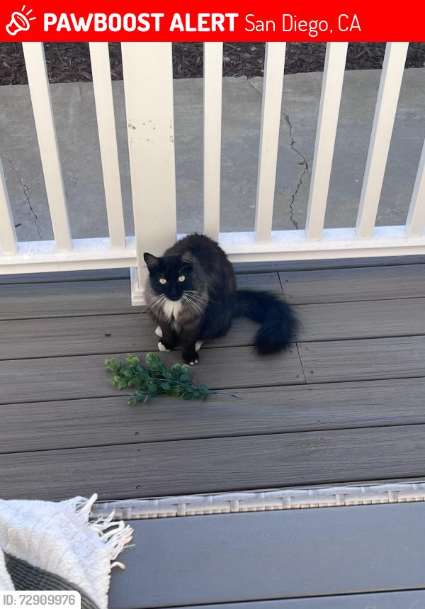Lost Female Cat last seen Mission and diamond, San Diego, CA 92109