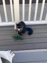 Lost Female Cat last seen Mission and diamond, San Diego, CA 92109