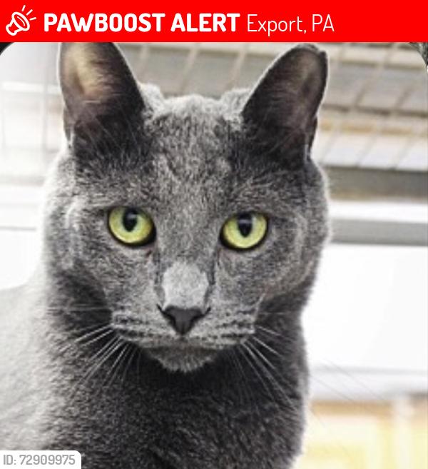 Found/Stray Male Cat last seen town Brewery, Export, PA 15632