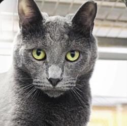 Found/Stray Male Cat last seen town Brewery, Export, PA 15632