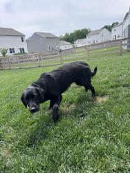 Found/Stray Male Dog last seen Durrett & Borror , Scioto Township, OH 43116