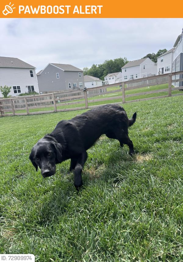 Found/Stray Male Dog last seen Durrett & Borror, Scioto Township, OH 43116