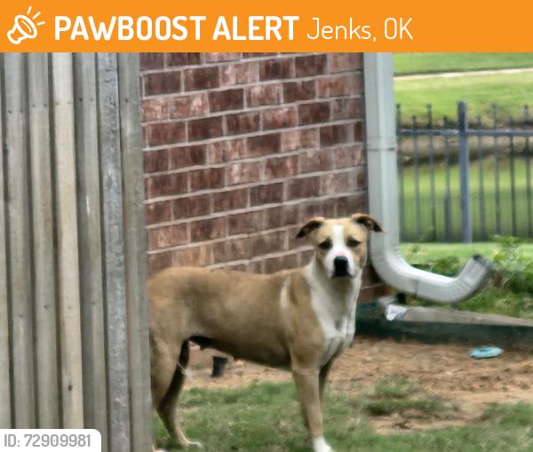 Found/Stray Unknown Dog last seen 121st and Elm, Jenks, OK 74037