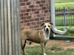 Found/Stray Unknown Dog last seen 121st and Elm, Jenks, OK 74037
