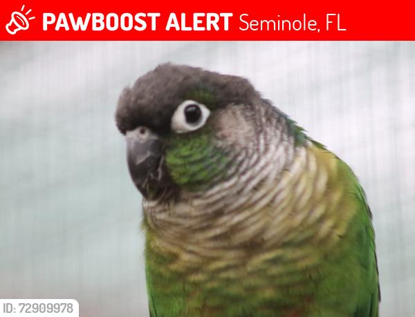 Lost Female Bird last seen Park Blvd and Ridge Rd, Seminole, FL 33776