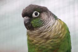 Lost Female Bird last seen Park Blvd and Ridge Rd, Seminole, FL 33776
