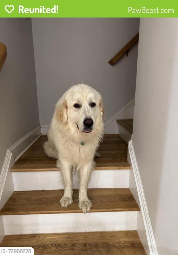 Reunited Female Dog last seen North rd, Chester Township, NJ 07930