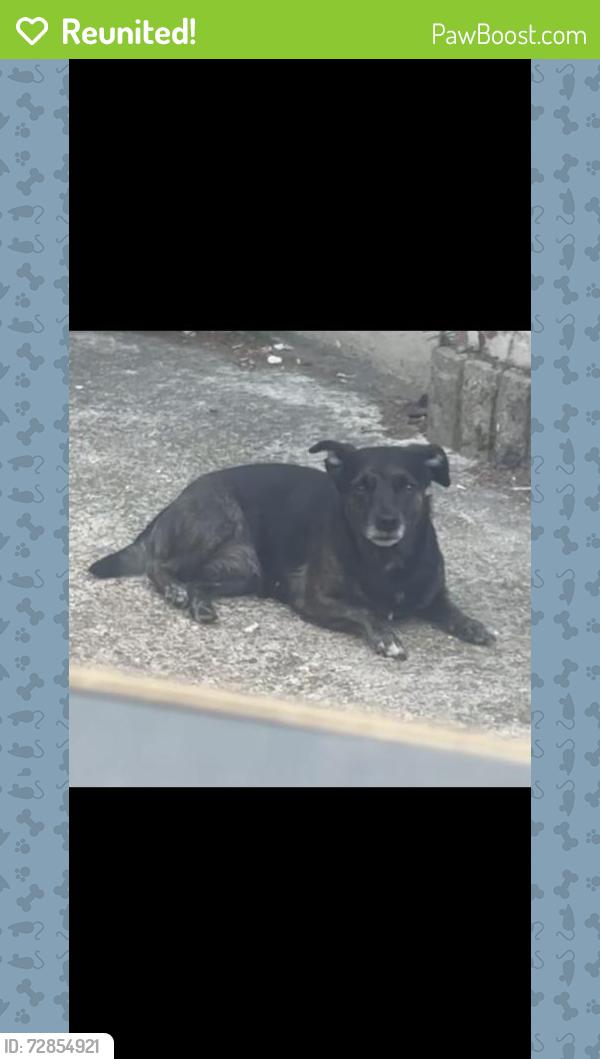 Reunited Female Dog last seen Bothwell lane ub3, Greater London, England UB3