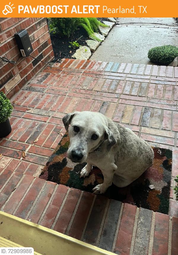 Found/Stray Male Dog last seen Hansford and 90, Pearland, TX 77584