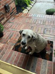 Found/Stray Male Dog last seen Hansford and 90, Pearland, TX 77584