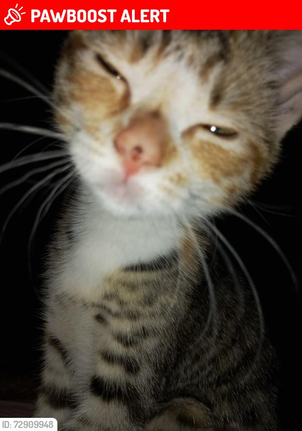 Lost Female Cat last seen Kitchen, Kent, England DA12 5LW