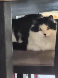 Lost Female Cat last seen Roswell Road , Marietta, GA 30068