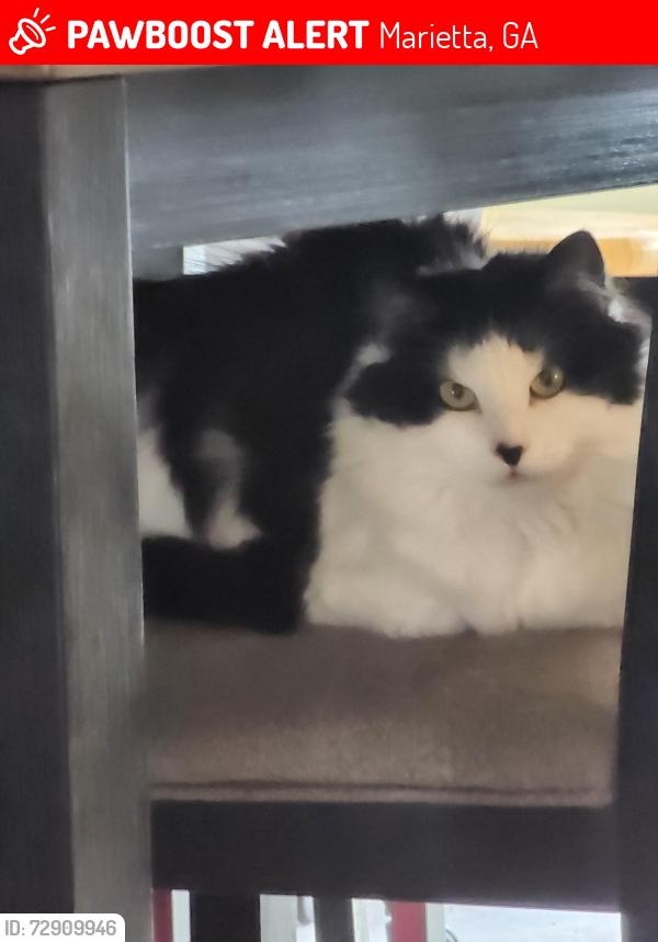 Lost Female Cat last seen Roswell Road , Marietta, GA 30068